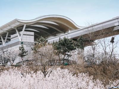 开往春天的地铁 | 庙石站，春日写真小众取景地！