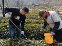 崂山茶园人勤春来早，茶农田间忙管理