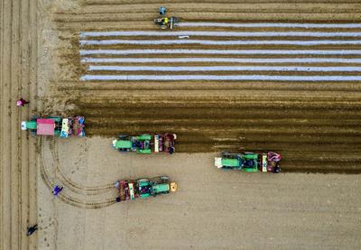 西海岸大场镇春耕：俯瞰田野整齐如刀刻