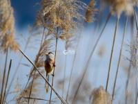 春风拂面万物苏丨观海美图周赏⑦