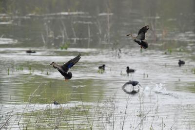 筑巢求偶，青头潜鸭“赖”在青岛白沙河湿地不走了