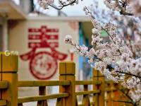 春风十里景如画！青岛这里的樱桃花开了