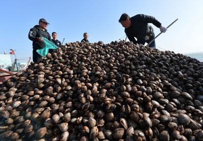 红岛渔港蛤蜊海螺毛蚶大量上市，肉肥味美