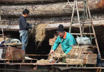 备春捕赶渔汛，红岛渔民修船补网