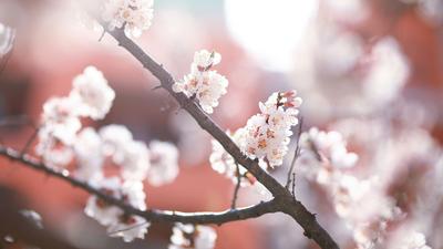 寻花光影里，一组图教你逆光拍花！|云赏花⑧
