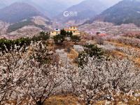 春风十里景如画！青岛这里的樱桃花开了