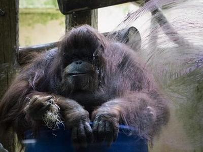 美国加州圣迭戈动物园猩猩接种试验性新冠疫苗，目前状况良好