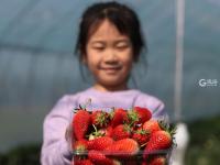 “草莓书记”开启直播带货 助力乡村振兴 