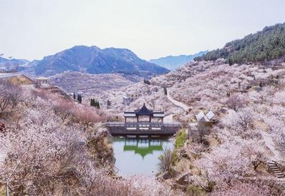 花海、庭院……青岛这里有处“世外桃源”