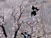 春风十里景如画！青岛这里的樱桃花开了