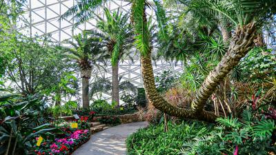 500种植物看个遍！青岛这里雨林、沙漠场景“无缝切换”