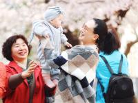 第34年盛开！青岛最美“樱花隧道”已上线