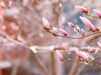 寻花光影里，一组图教你逆光拍花！|云赏花⑧