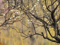 春风拂面万物苏丨观海美图周赏⑦