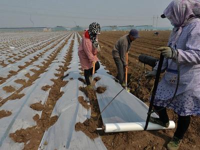 预埋滴管、水肥一体......青岛这个区的马铃薯种植厉害了！