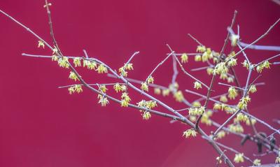 红墙下的一抹黄 梅破知春近|云赏花②