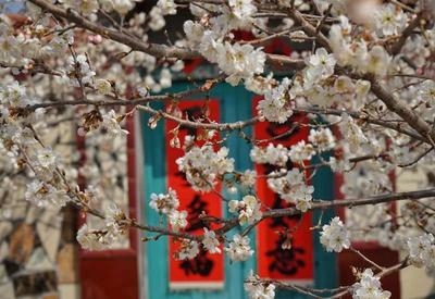 花不醉人人自醉，青岛这里的杏花美哭了