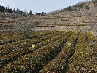 崂山茶园人勤春来早，茶农田间忙管理