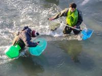 一捞一麻袋!青岛风河入海口现鲻鱼群 渔民乐了(多图)  