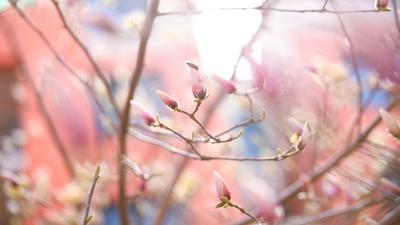 寻花光影里，一组图教你逆光拍花！|云赏花⑧