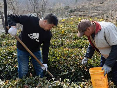 崂山茶园人勤春来早，茶农田间忙管理