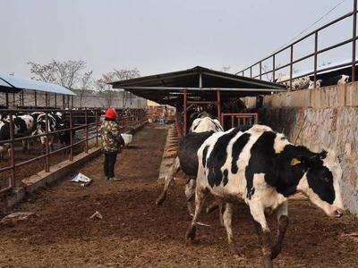 3888头乌拉圭种牛在青岛顺利出关！将用于改善国内奶牛质量