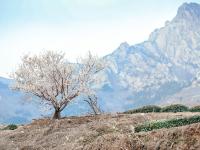 开往春天的地铁 | 庙石站，春日写真小众取景地！