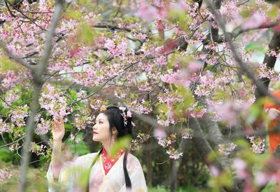 2021武汉东湖樱花节开幕