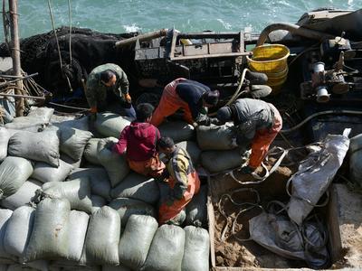 红岛渔港蛤蜊海螺毛蚶大量上市，肉肥味美