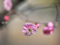 玉兰腊梅配上鸟儿蜜蜂，青岛这个公园的春景堪称五星级 | 云赏花①