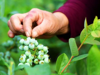 春天的第一盘蓝莓！青岛这里有个蓝莓小镇