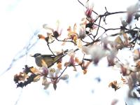 玉兰腊梅配上鸟儿蜜蜂，青岛这个公园的春景堪称五星级 | 云赏花①