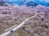 航拍杏林，你有没有被惊艳到？