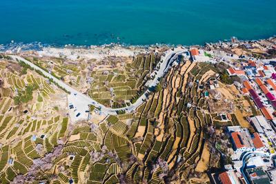 这才是真正的面朝大海，春暖花开！|云赏花⑦