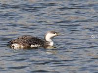 连续三年！极危物种青头潜鸭再度现身城阳