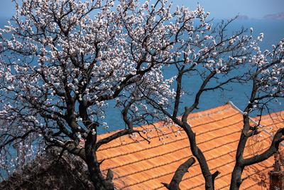 这才是真正的面朝大海，春暖花开！|云赏花⑦