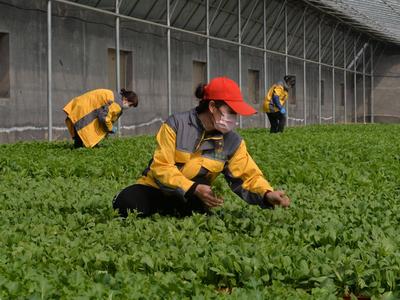 《中国都市现代农业发展报告》出炉，青岛位列全国第七！