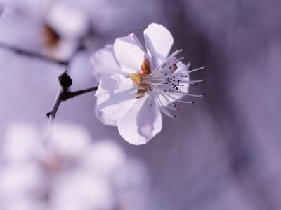 春风十里不如你，三里桃花不及卿| 云赏花③