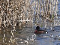 连续三年！极危物种青头潜鸭再度现身城阳