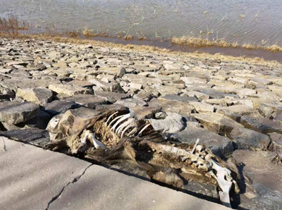 再访发现死猪的黄河国堤: “第一时间处置”后，死畜垃圾依然存在