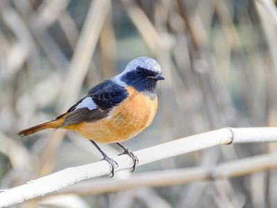 实拍白沙河畔“鸟类天堂”：震旦鸦雀、北红尾鸲……原来长这样