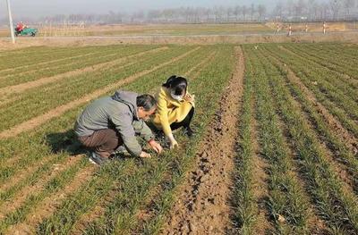 进入春耕备播关键期 今年粮食总产将达55万吨