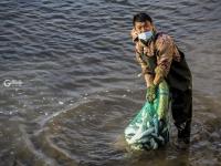 一捞一麻袋!青岛风河入海口现鲻鱼群 渔民乐了(多图)  