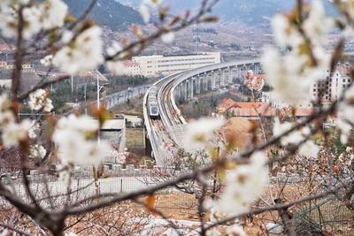 青岛地铁11号线：穿越杏林、樱桃花海，开往春天