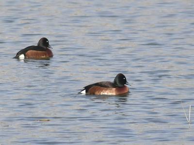 连续三年！极危物种青头潜鸭再度现身城阳