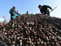 听！是花开的声音！丨观海美图周赏⑧