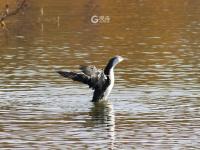 连续三年！极危物种青头潜鸭再度现身城阳