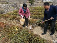 崂山茶园人勤春来早，茶农田间忙管理