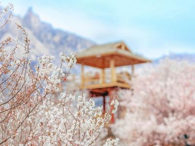 开往春天的地铁 | 庙石站，春日写真小众取景地！