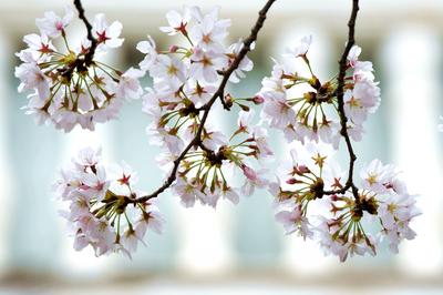 这条街的樱花都开了，确定不来看看吗？